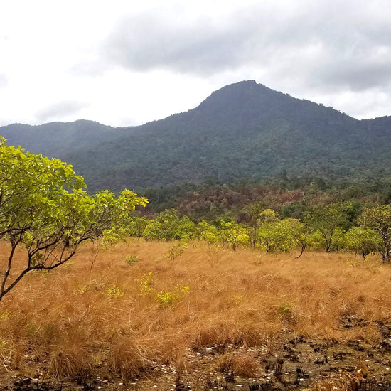 Image of a landscape in Guyana