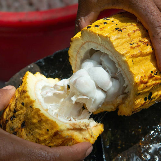 Image of cocoa pod