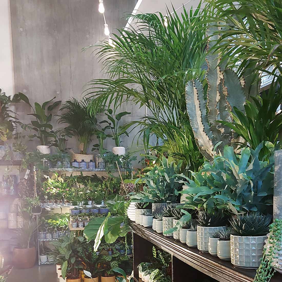 Inside a indoor tropical plant shop