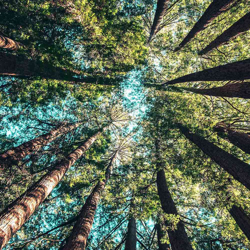 Image of view of trees above from the ground in a forest